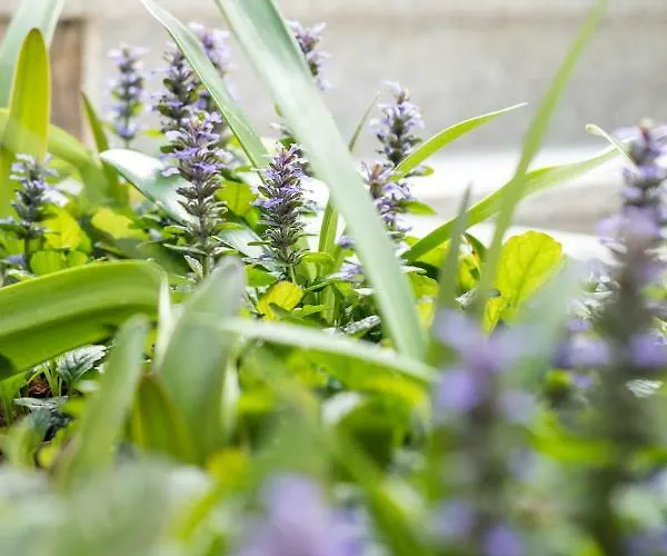 Rogulj * טרוגיר