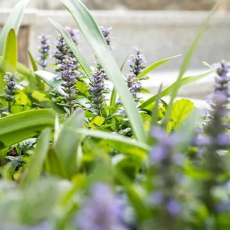 Rogulj * تروغير